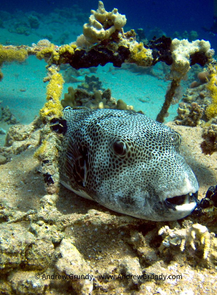 Diving with the Sandals Grenada dive team. 
