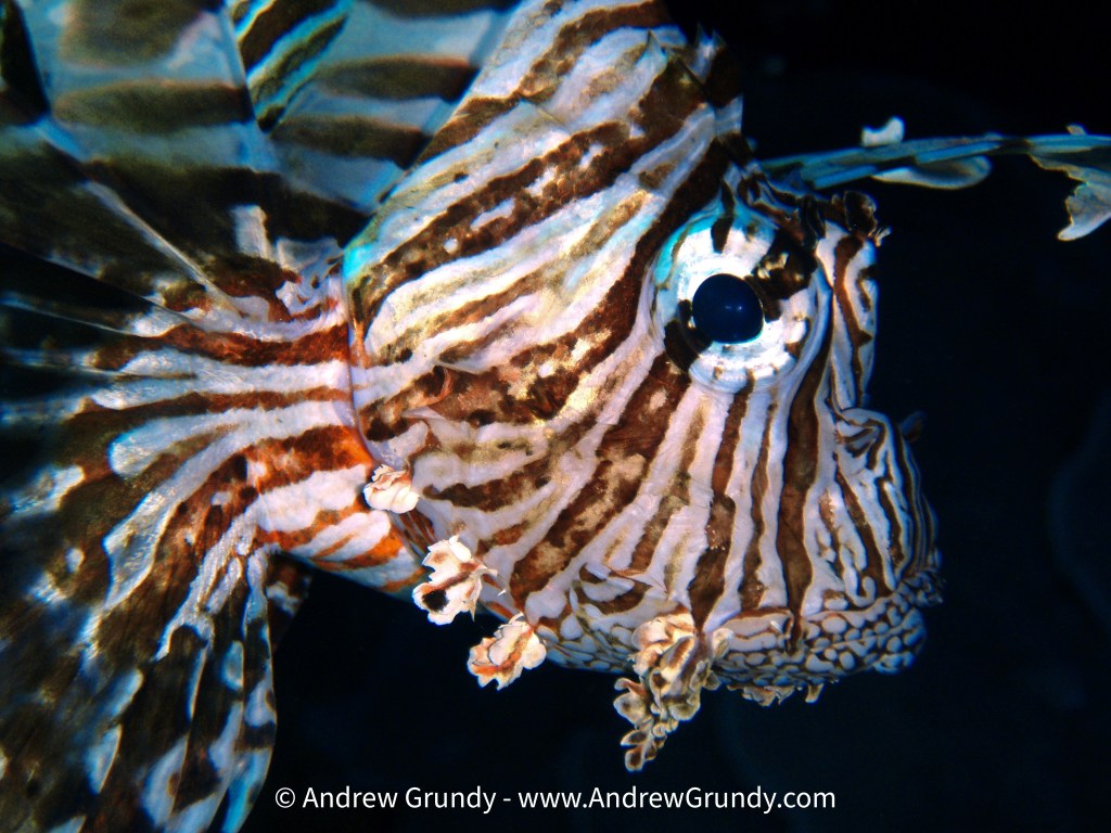 Andrew Grundy, Scuba Instructor diving with Lionfish in Egypt.
@agscuba
#agscuba
#padiinstructor
#padi
#lionfish